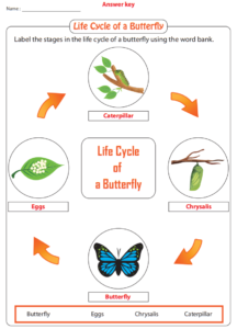 Butterfly Life Cycle Worksheet Answers